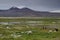 Alpacas Vicugna pacos grazing in a meadow.