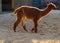 Alpacas walking around in a local zoo