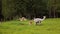 Alpacas wandering in a green ground