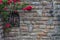 Alpe di Siusi, Seiser Alm with Sassolungo Langkofel Dolomite, a pink flower is standing in front of a brick wall