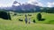 Alpe di Siusi - Seiser Alm with Sassolungo - Langkofel mountain group in background at sunset. Yellow spring flowers and