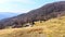 Alpe Vicania montane meadow in early spring, Vico Morcote, Switzerland