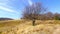 Alpe Vicania montane meadow with spread tree, Vico Morcote, Switzerland