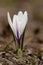 Alpen crocus, Crocus vernus albiflorus