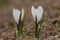 Alpen crocus, Crocus vernus albiflorus