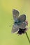 Alpenblauwtje, Alpine Blue, Plebejus orbitulus, Heller AlpenblÃ¤uling