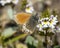 Alpenhooibeestje, Alpine Heath, Coenonympha gardetta