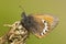 Alpenhooibeestje, Alpine Heath, Coenonympha gardetta