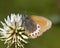 Alpenhooibeestje, Alpine Heath, Coenonympha gardetta