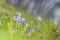 Alpenkwastjesbloem, alpine snowbell, Soldanella alpina