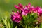 Alpenrose flowers closeup Rhododendron ferrugineum