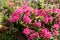 An alpenrose Rhododendron ferrugineum bush with flowers