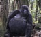 Alpha Female gorilla in the jungle of Rwanda