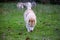 Alpha female siberian husky is walking alone in the field.