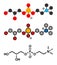 Alpha-GPC (L-Alpha glycerylphosphorylcholine, choline alfoscerate) molecule. Stylized 2D renderings and conventional skeletal
