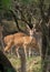 Alpha male of the Ceylon spotted deer herd on high alert. Yala national park
