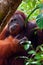 Alpha male orang utan eating portrait front