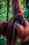 Alpha Male Orang Utan hanging on a tree in the