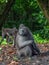 Alpha male Sulawesi crested macaques