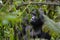 Alpha mountain gorilla peaking through the branches in Bwindi Impenetrable National Park