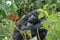 Alpha mountain gorilla pondering the sky in Bwindi Impenetrable National Park