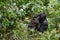 Alpha mountain gorilla snacking on some branches for lunch