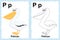 Alphabet coloring book page with outline clip art to color. Letter P. Pelican. Vector animals.
