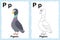 Alphabet coloring book page with outline clip art to color. Letter P. Pigeon.. Vector animals.