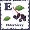 Alphabet for kids with fruits. Healthy letter abc E-Elderberry