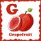 Alphabet for kids with fruits. Healthy letter abc G-Grapefruit