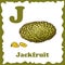 Alphabet for kids with fruits. Healthy letter abc J-Jackfruit