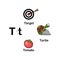 Alphabet Letter T-target,tomato,turtle