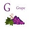 Alphabet with pictures. Grape with caption on white background