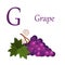 Alphabet with pictures. Grape with title on white background