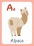 Alphabet printable flashcard with letter A and alpaca animal picture