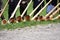 The `alphorn` is a wooden musical instrument