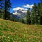 Alpien meadow of clover with mountains