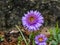 Alpin aster or blue alpine daisy (Aster alpinus) flowering with large daisy-like flowers with blue-violet