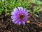 Alpin aster or blue alpine daisy (Aster alpinus) flowering with large daisy-like flowers with blue-violet