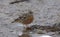 Alpine accentor, Prunella collaris