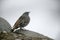 Alpine accentor, Prunella collaris