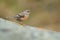 Alpine Accentor - Prunella collaris