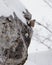 Alpine Accentor on rock