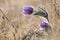 Alpine anemone flower
