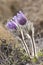 Alpine anemone flower vertical