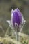 Alpine anemone mountain flower