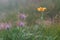 Alpine Arnica flower ( Arnica chamissonis) along a wilderness mountain trail. These are poisonous to eat, but have healing