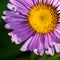 Alpine Aster