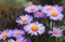 Alpine aster Aster alpinus. Beautiful purple flowers with an orange center in the garden