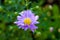 The Alpine Aster Aster alpinus close-up.